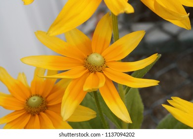 Pretty Yellow Flowers 