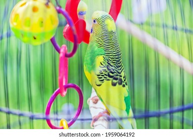 Pretty Yellow And Green Budgie In Cage For Home Happy Life