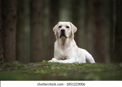 Pretty yellow labrador retriever lying down looking away in a dark forest with trees in the background - Shutterstock ID 1851223006
