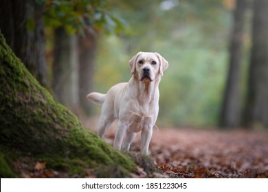 Pretty yellow labrador retriever standing in a forest lane - Shutterstock ID 1851223045