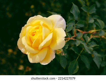 pretty yellow roses in the garden close up