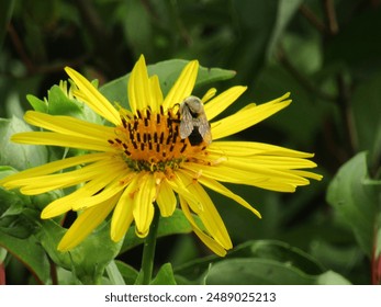 Pretty yellow sunflower with honeybee pollinating in summer  - Powered by Shutterstock