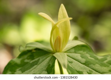 A pretty Yellow Trillium grows in Smoky Mountains of Tennessee