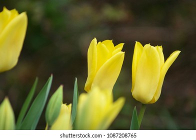 Pretty yellow tulips with a diffused background.