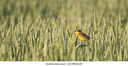 A pretty yellowhammer sits on a stalk of corn and chirps a song in the golden hour. - Powered by Shutterstock