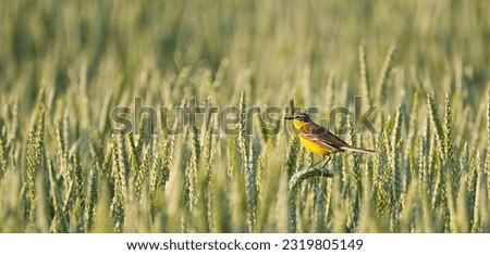 A pretty yellowhammer sits on a stalk of corn and chirps a song in the golden hour.