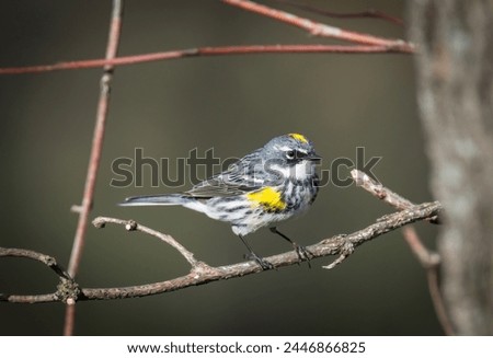 Pretty yellow-rumped warbler. Sweet bird with bright yellow feathers on its rump, crown, and sides. Otherwise, mostly gray. This bird was sitting on a small branch in a very shrubby environment.