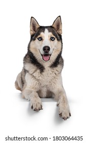 Pretty Young Adult Husky Dog, Laying Down Facing Front With Paws Over Edge. Looking Towards Camera With Light Blue Eyes. Isolated On A White Background.