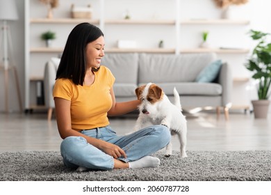 Pretty Young Asian Woman In Casual Outfit Sitting On Floor In Living Room, Enjoying Time With Her Cute Puppy Jack Russel Terrier At Home, Doggy And Owner Playing Together, Having Fun, Copy Space