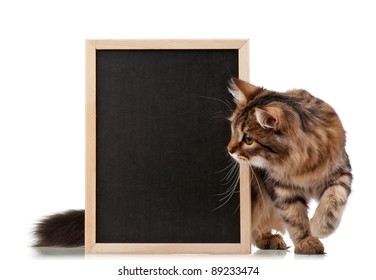 Pretty young cat with a blackboard over white background