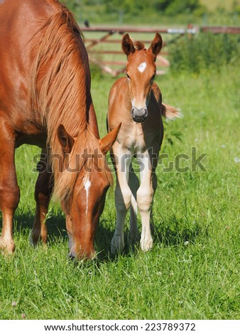 A pretty young foal in a paddock with its mother.