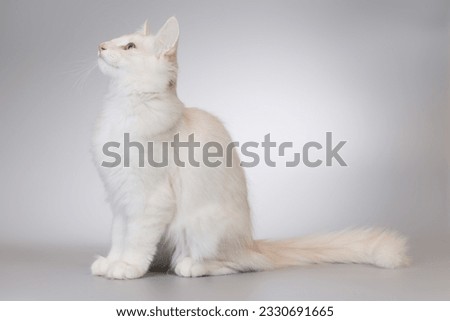 Pretty young male of norwegian forest cat in studio