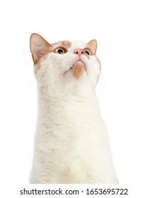 Pretty young orange and white domestic shorthair cat looking up into white space