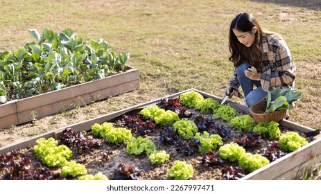 Pretty young organic vegetable gardener chopping perfectly ripe vegetables into a basket for cooking, Homemade vegetable garden, Organic vegetables, Backyard vegetable plot, Eat healthy vegetables. - Powered by Shutterstock