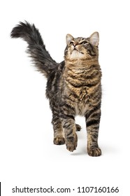 Pretty young tabby cat walking forward on white and looking up