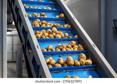 Pre-washed potatoes move on a complex system of industrial conveyor belts. This automated line transports the raw tubers for processing inside a high-quality potato starch production plant.