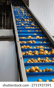 Pre-washed potatoes move on a complex system of industrial conveyor belts. This automated line transports the raw tubers for processing inside a high-quality potato starch production plant.