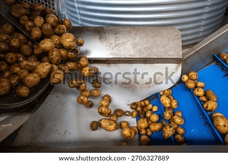 Pre-washed potatoes move on a complex system of industrial conveyor belts. This automated line transports the raw tubers for processing inside a high-quality potato starch production plant.