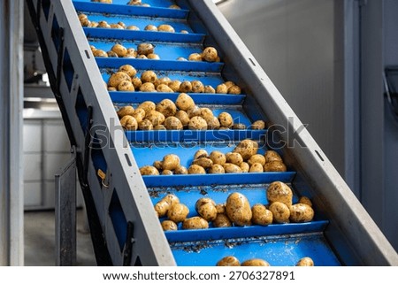 Pre-washed potatoes move on a complex system of industrial conveyor belts. This automated line transports the raw tubers for processing inside a high-quality potato starch production plant.