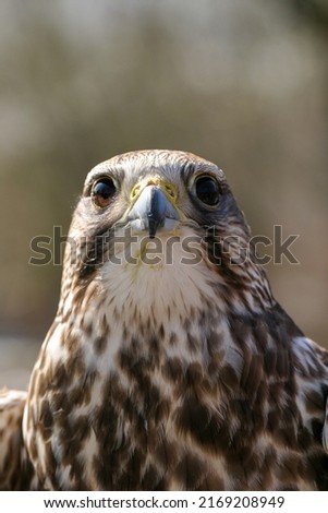 prey hunter hawk huner falcon