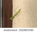 Preying Mantis Hanging out on a wall waiting for dinner