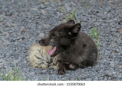 ホッキョクギツネぞく Hd Stock Images Shutterstock