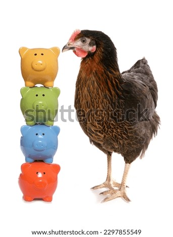 Price of chicken studio cutout on a white background Stock photo © 