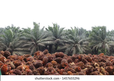 Sarawak oil palm share price