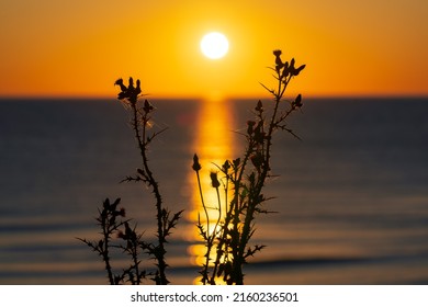 Prickly bush of the sea at sunrise. Selective focus