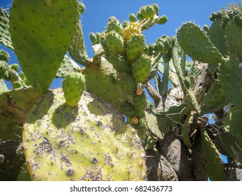 182 Uae cactus Images, Stock Photos & Vectors | Shutterstock