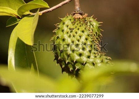 Prickly Custard Apple is Hanging on the Tree. Foto stock © 