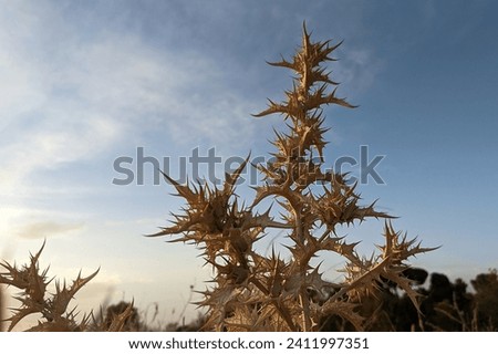 Prickly dry plant. A wild flower in an uncultivated agricultural field. Closeup view of a thorny plant with sharp spikes on the blue sky background