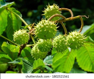 Prickly fruits on branches of Aesculus hippocastanum tree, commonly known as horse-chestnut or conker tree, at sunny autumn day.