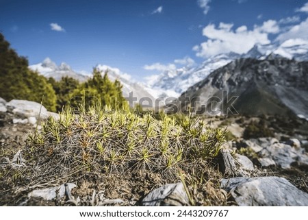 A prickly green dry plant in macro view on a mountain slope against the backdrop of rocky mountains on a sunny day in the Fan Mountains in Tajikistan, the Tien Shan highlands