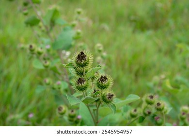 Prickly green seed pods stand out against a backdrop of vibrant grass, showcasing nature's resilience and beauty in a serene summer environment. - Powered by Shutterstock