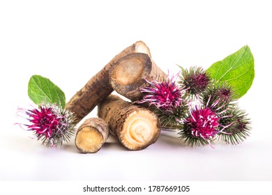 Prickly heads of burdock flowers on a white background. Burdock roots isolated white background. Treatment plant. Isolated on white.