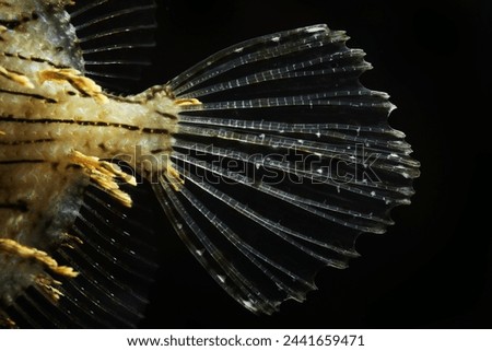 Prickly leatherjack or Tassled Filefish (Chaetodermis pencilligerus) fish tail close up