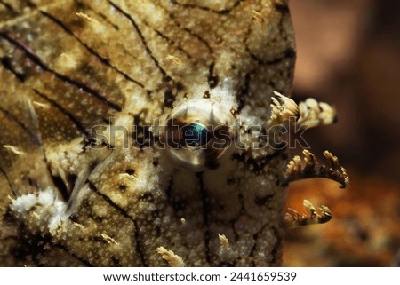 Prickly leatherjack or Tassled Filefish (Chaetodermis pencilligerus) fish eye close up