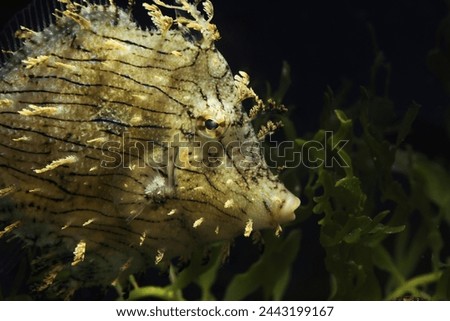 Prickly leatherjack or Tassled Filefish (Chaetodermis pencilligerus) fish face close up