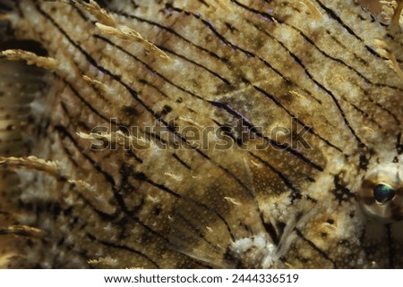 Prickly leatherjack or Tassled Filefish (Chaetodermis pencilligerus) fish skin close up