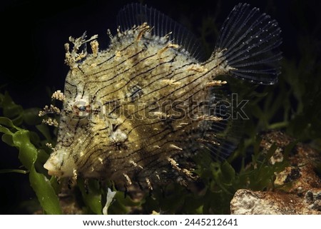 Prickly leatherjack or Tassled Filefish (Chaetodermis pencilligerus)