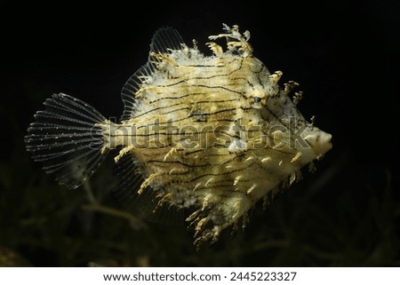 Prickly leatherjack or Tassled Filefish (Chaetodermis pencilligerus) in black background