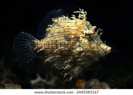 Prickly leatherjack or Tassled Filefish (Chaetodermis pencilligerus) in black background