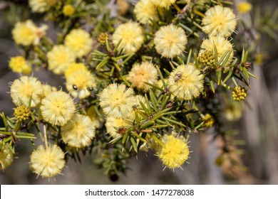 Prickly Moses Wattle,
Acacia Ulicifolia