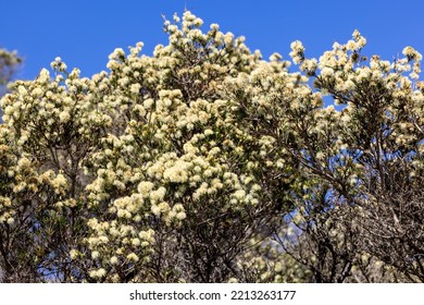 Prickly Moses Wattle Tree In Flower