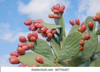 Prickly Pear