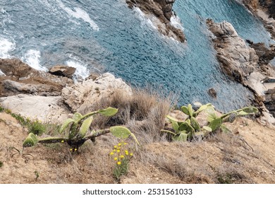 Prickly pear cacti thrive on a rugged coastal cliff above turquoise waters, surrounded by blooming wildflowers. the scene highlights the natural beauty and contrast between the arid plants - Powered by Shutterstock