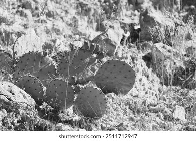 Prickly pear cactus in arid climate of Texas landscape in rural scene. - Powered by Shutterstock