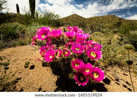 Prickly pear cactus bloom in the spring desert, Saguaro National Park, Arizona