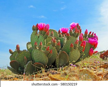 Prickly Pear Cactus Blooming